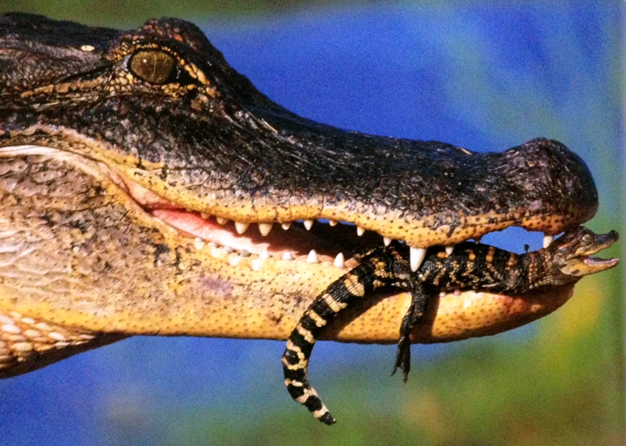 Нильский крокодил детеныш