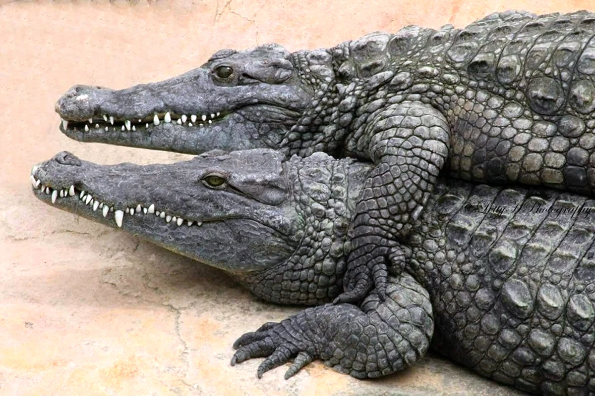 Нильский крокодил Эстетика