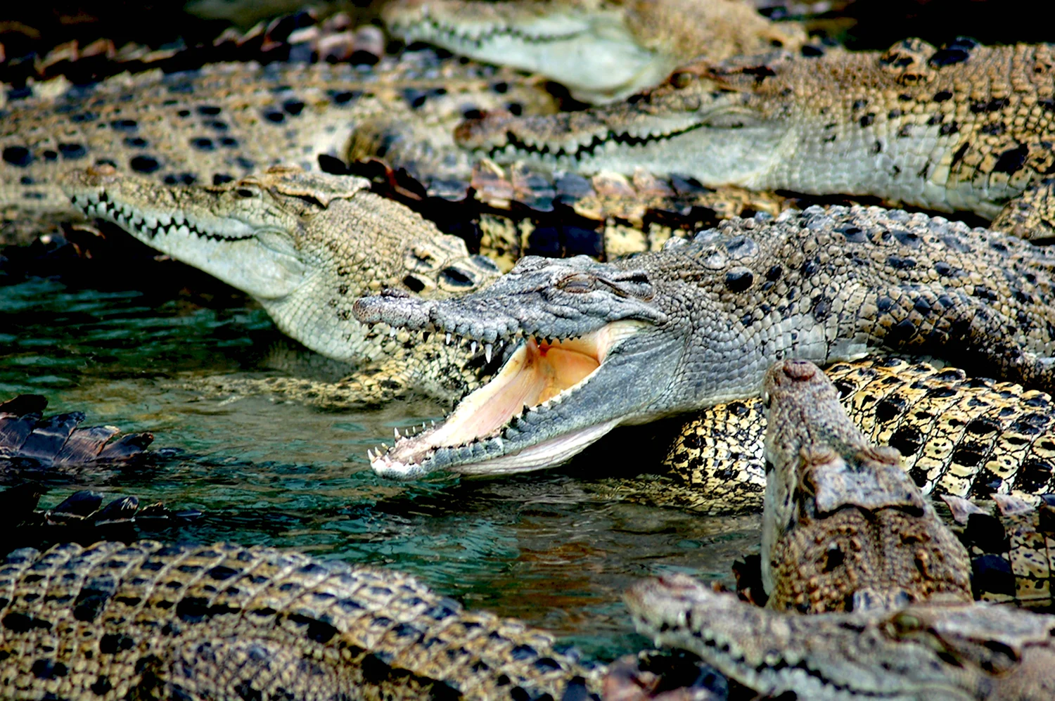 Нильский крокодил фермы