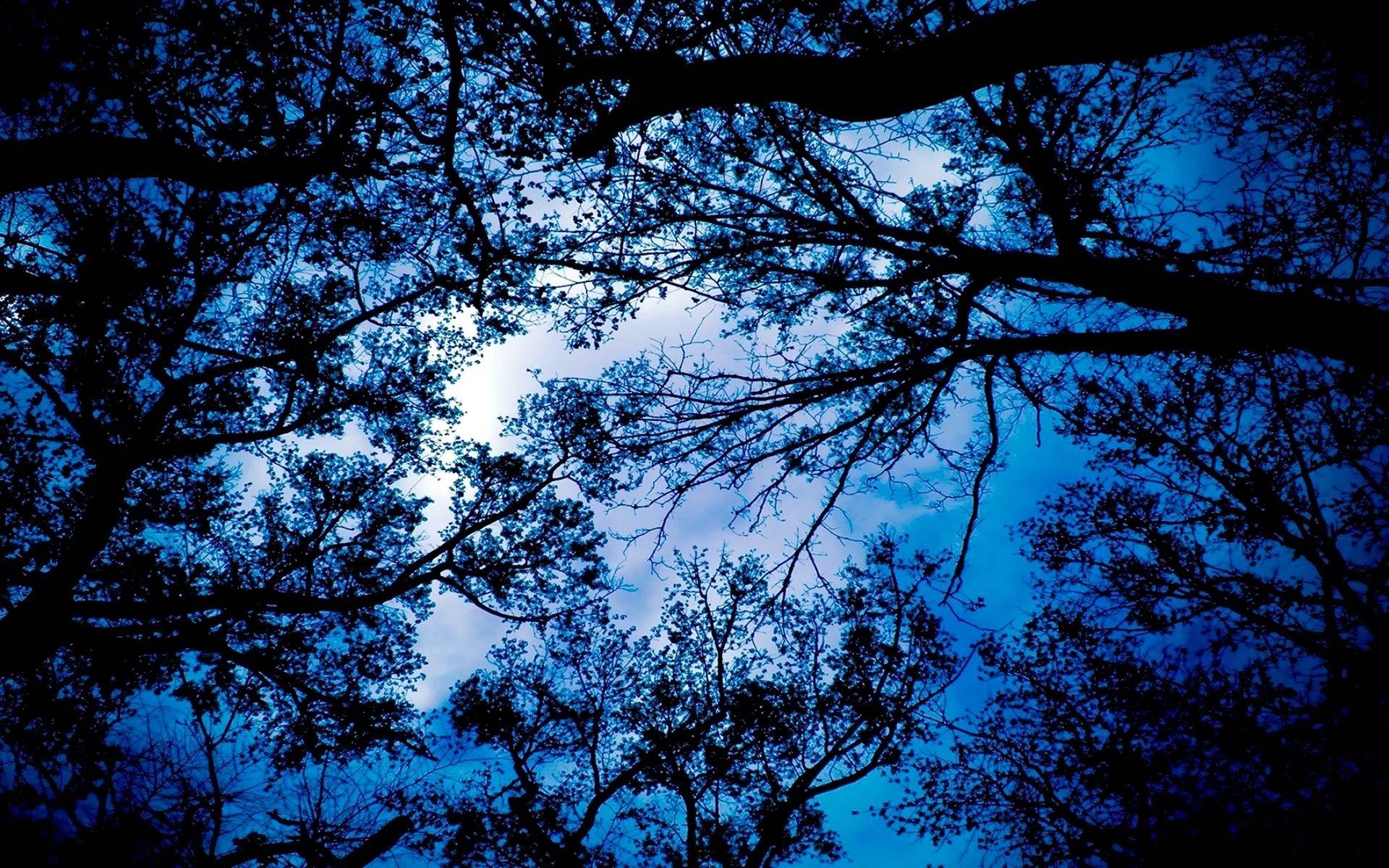 Ночное небо через деревья