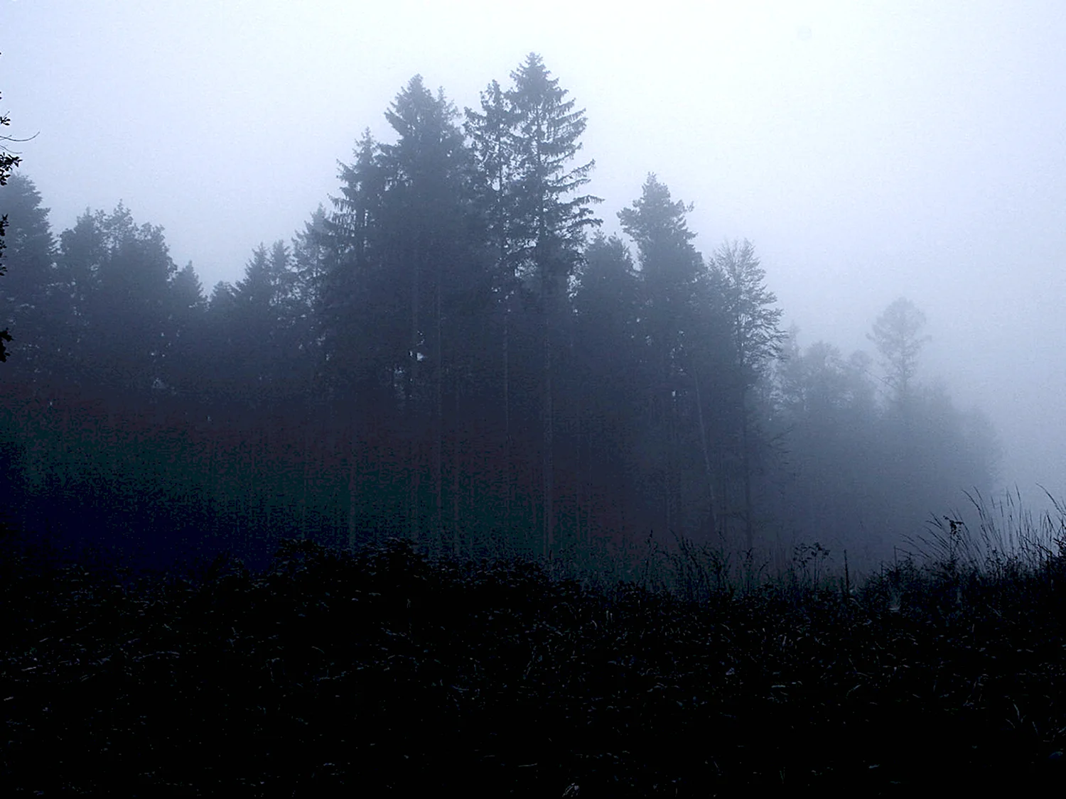 Ночной туманный лес