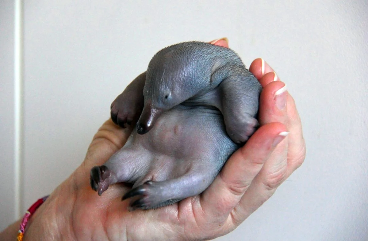 Новорожденный Утконос