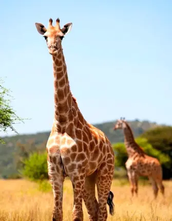 Нубийский Жираф