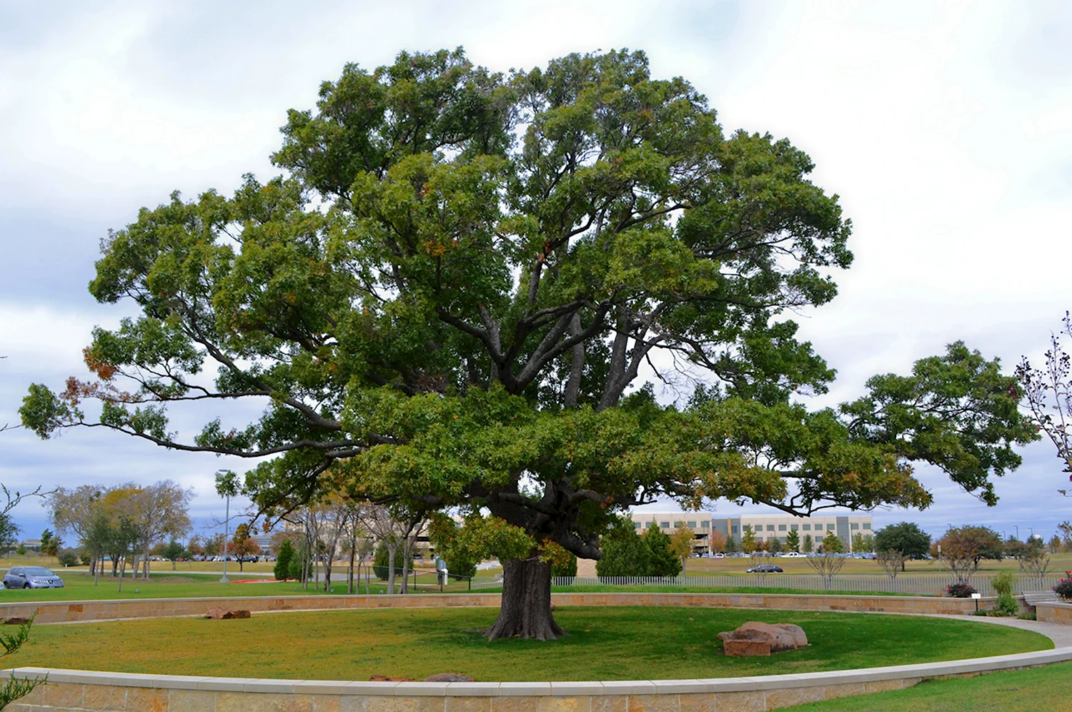 Oak Moka дерево
