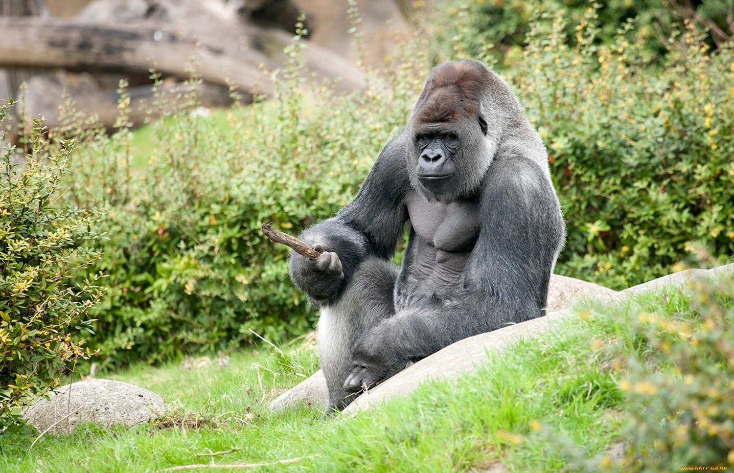 Обезьяна горилла