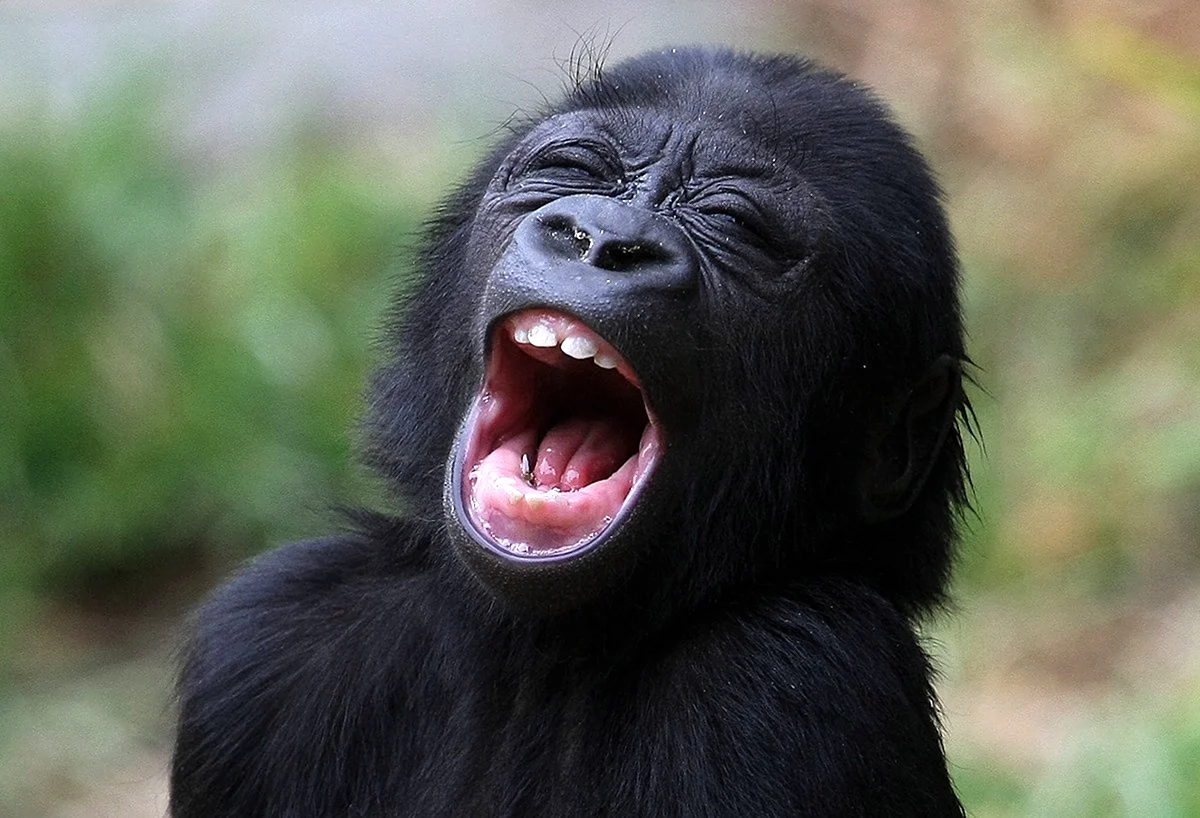 Смешное шимпанзе. Смешные обезьяны. Животные смеются. Обезьяна смеется. Обезьяна улыбается.