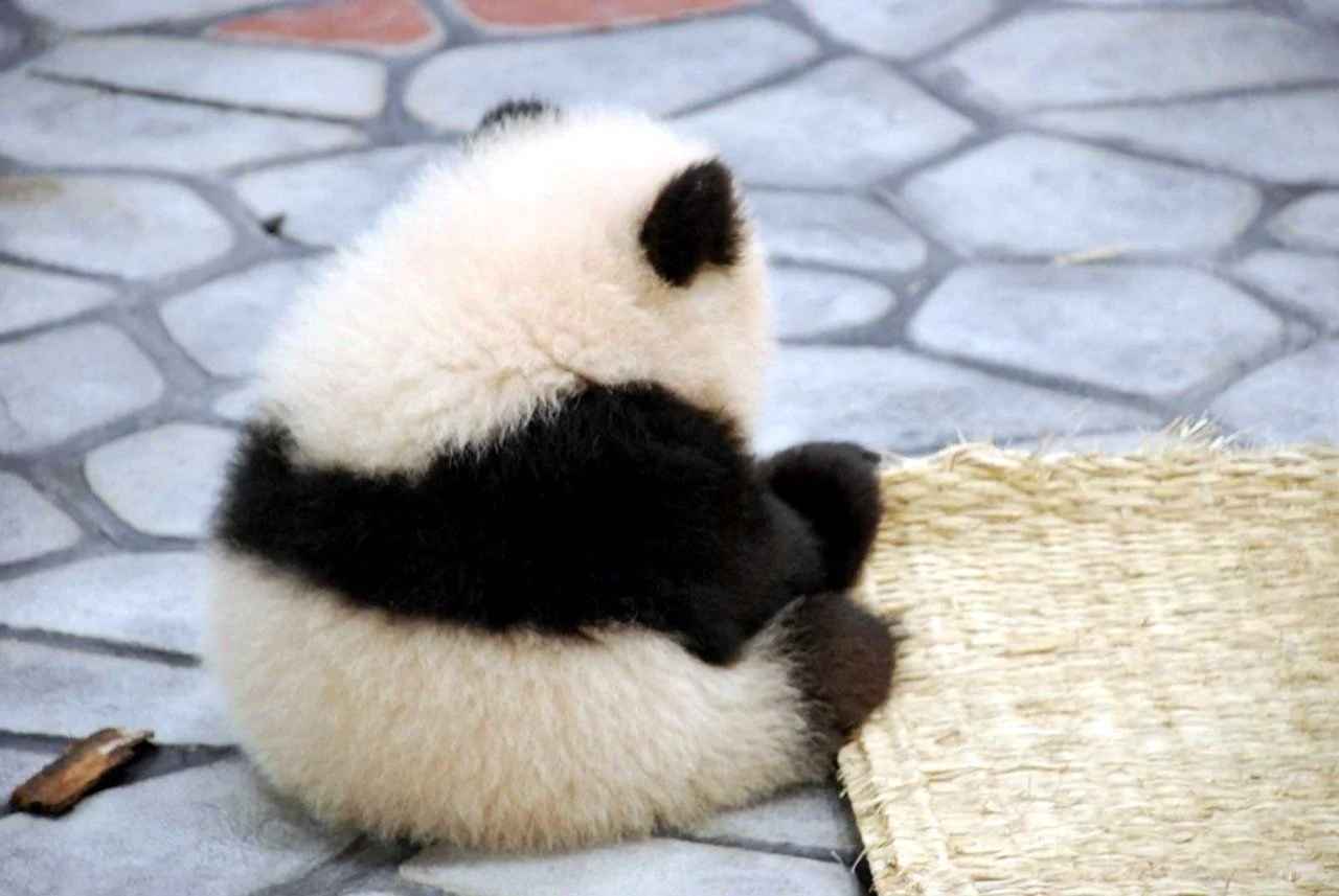 Обиженная Панда