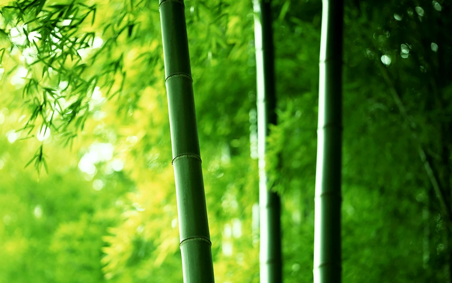 Обои бамбук