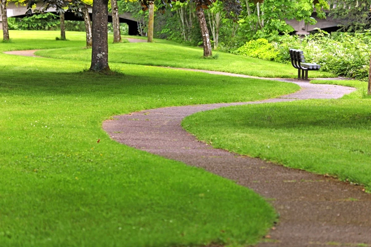 Обыкновенный садово парковый газон