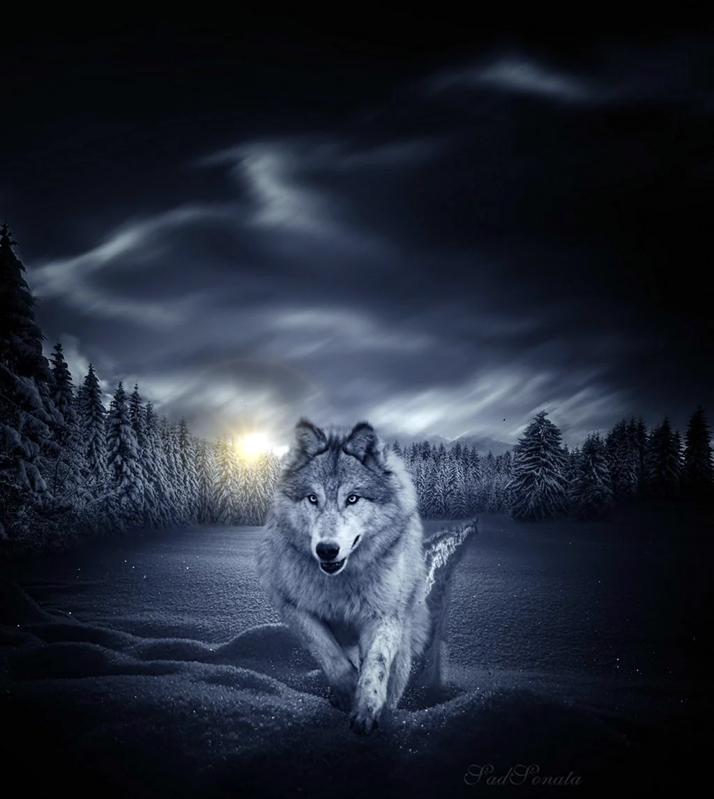Одинокий волк одинокий волк