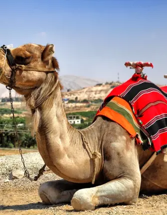 Одногорбый верблюд Египта