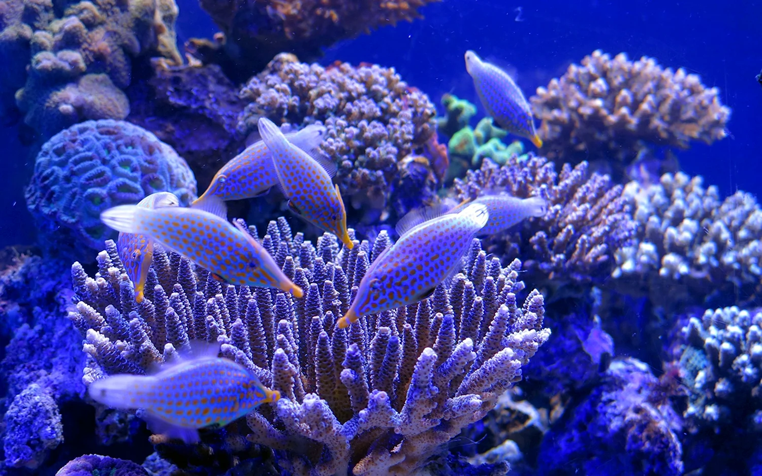 Океан коралловые полипы