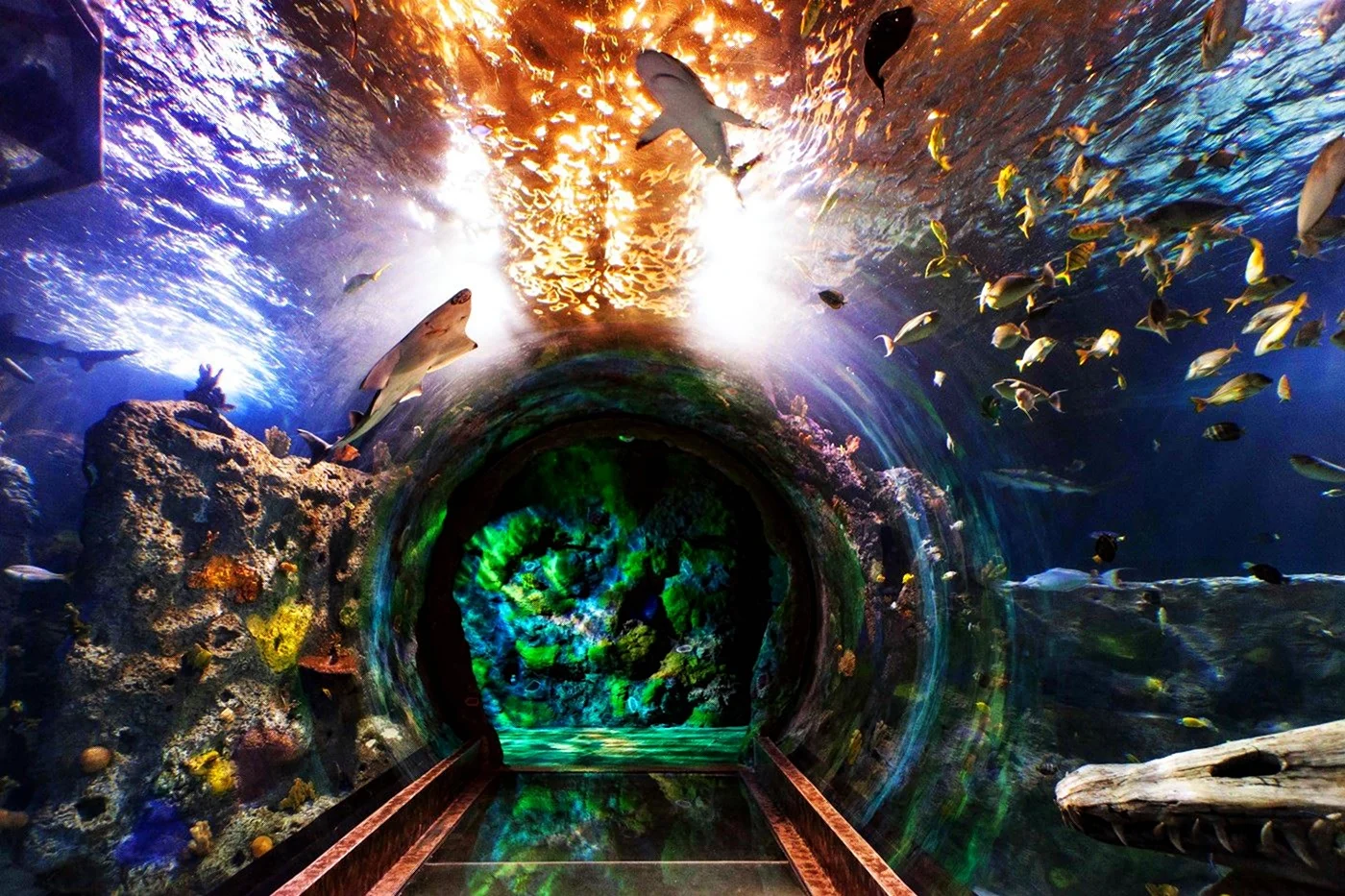 Океанариум в Сингапуре s.e.a. Aquarium