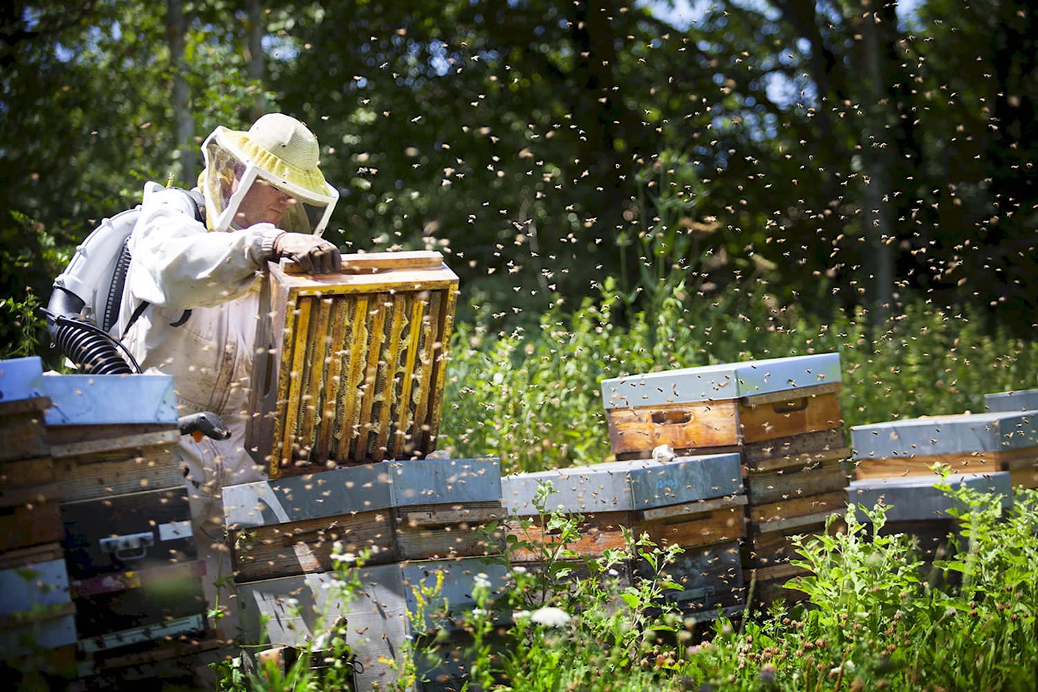 Органическое Пчеловодство