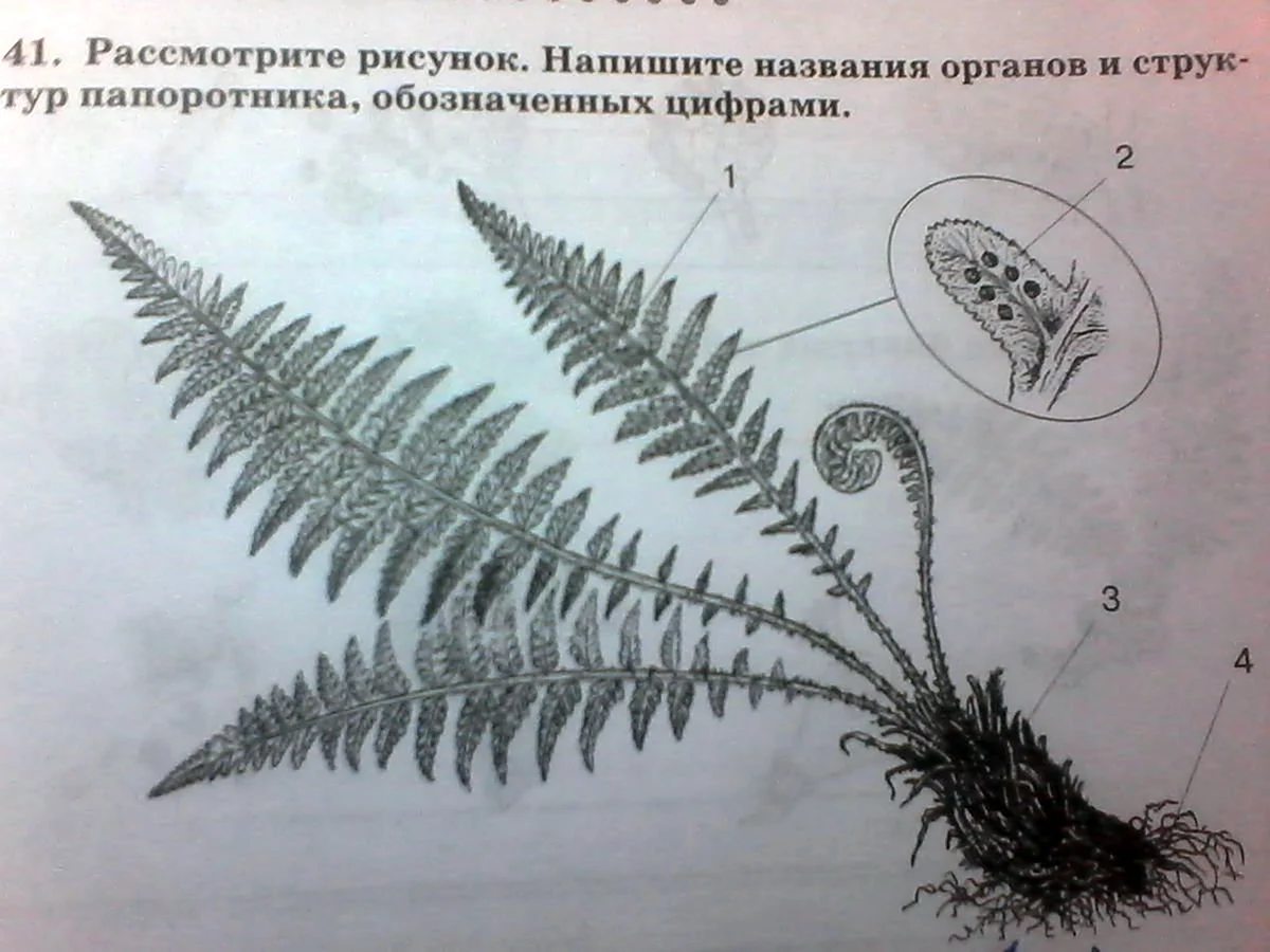 Папоротник Щитовник мужской внешнее строение