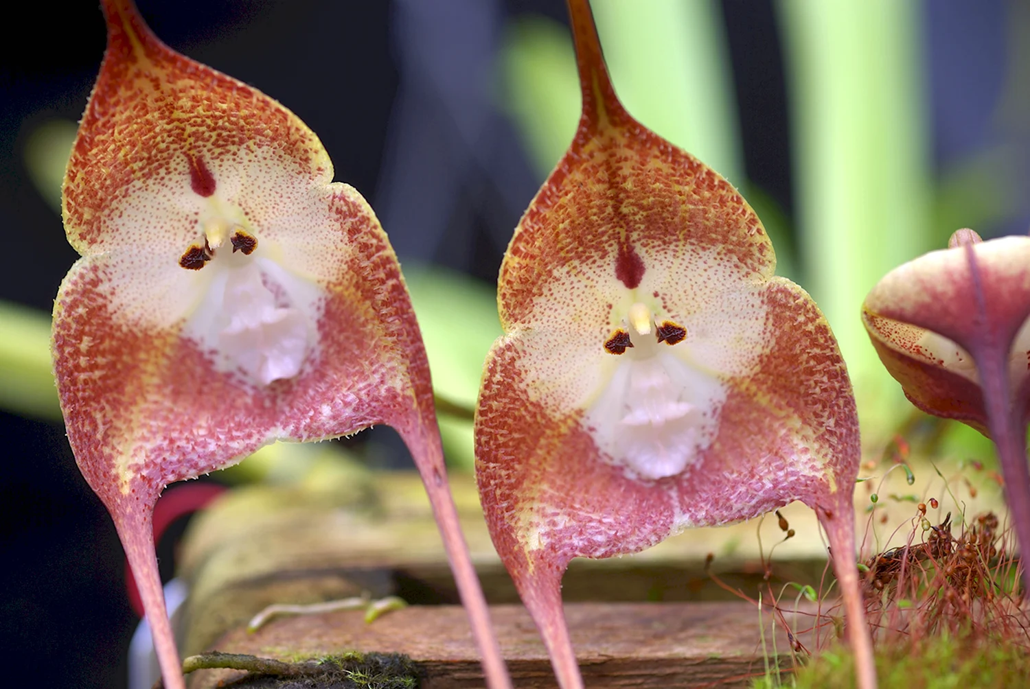 Орхидея Дракула симиа