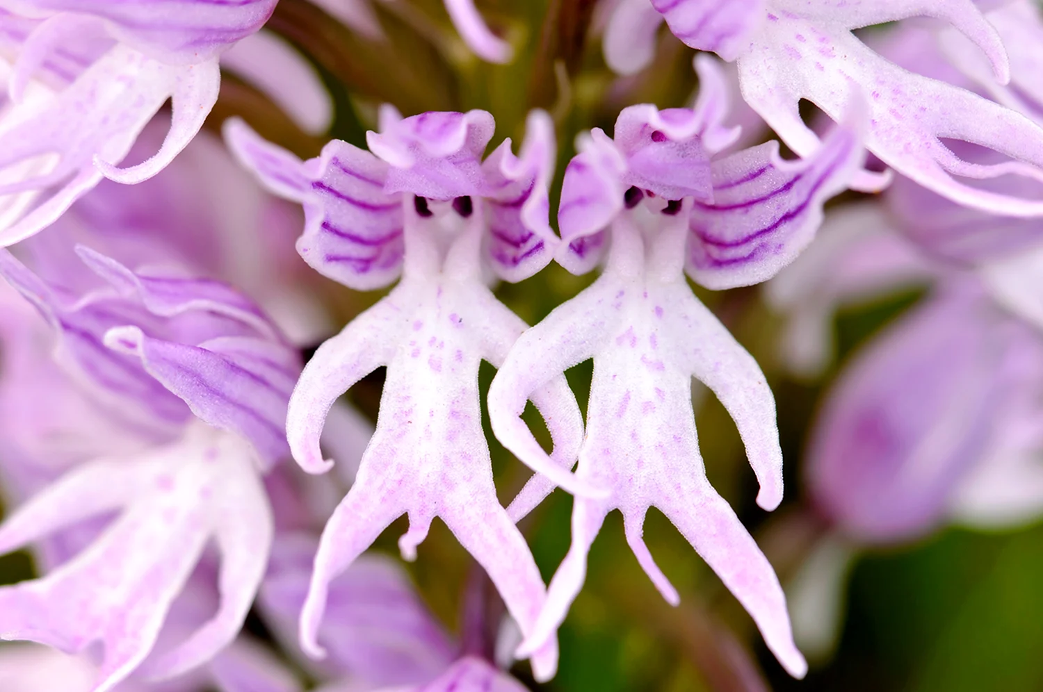 Орхидея ятрышник итальянский