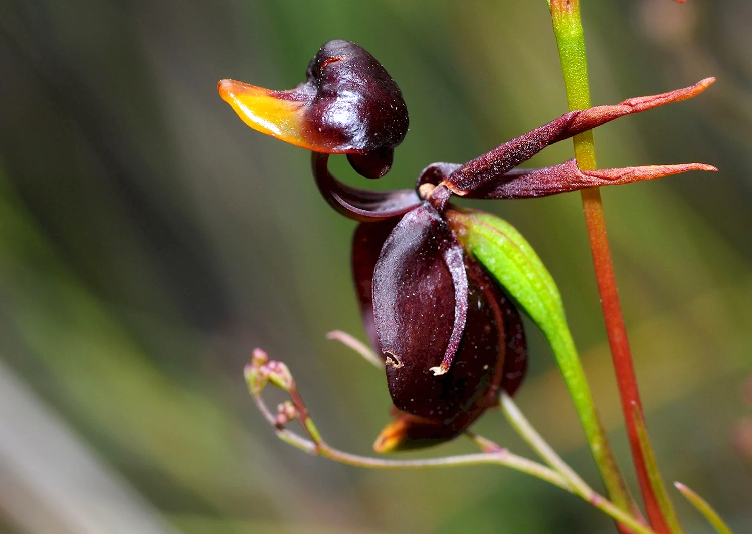 Орхидея Калания Caleana Major