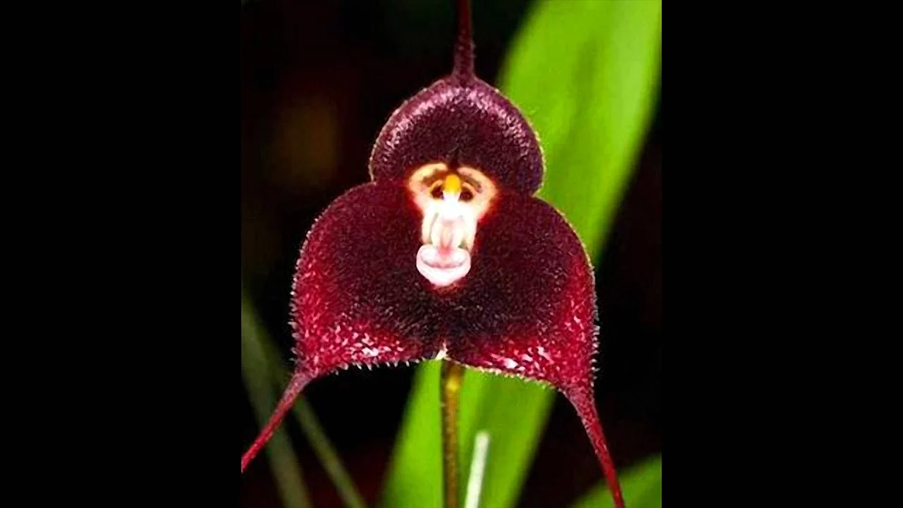 Орхидея Обезьянья Дракула