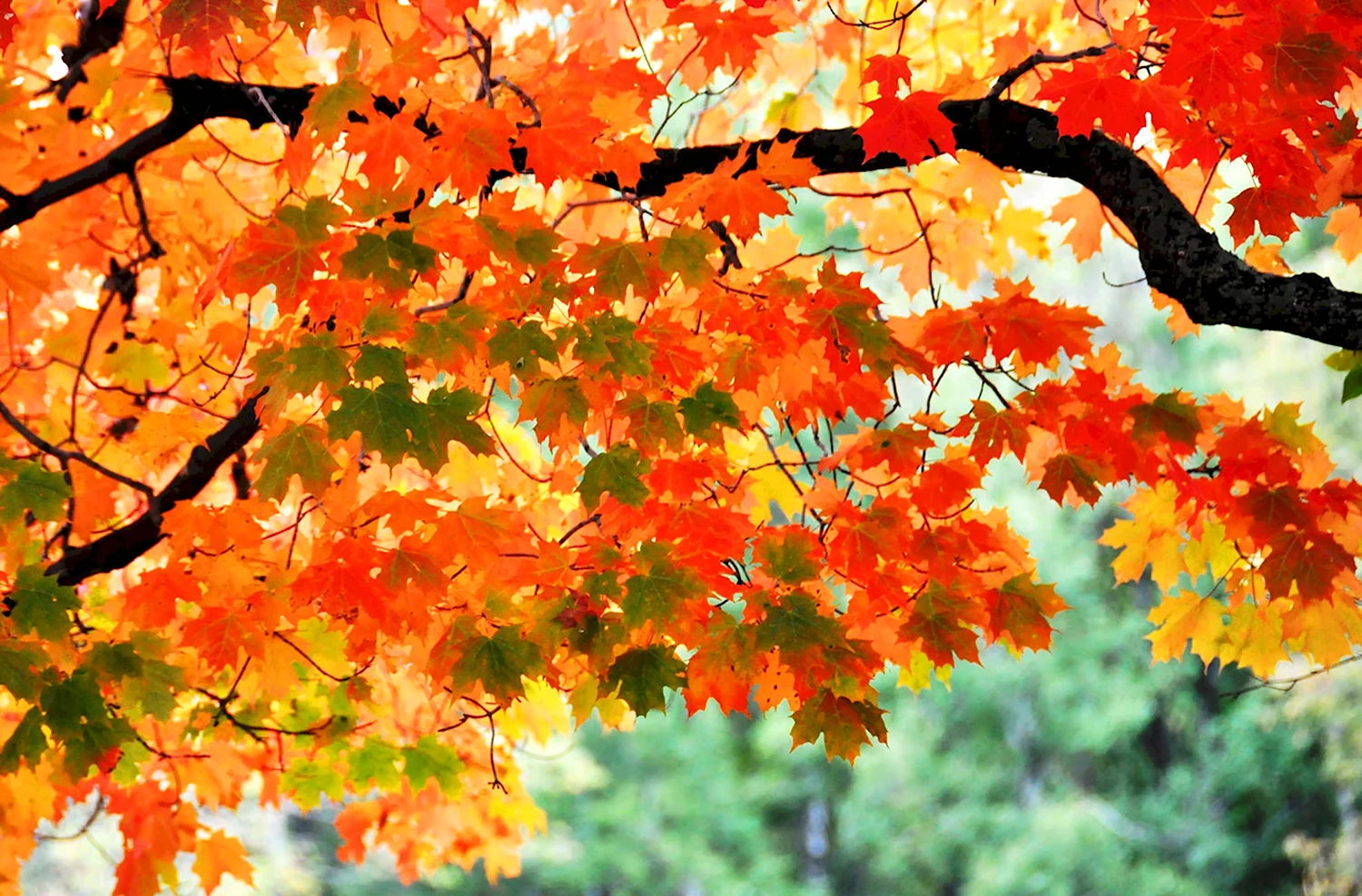 Осень клен дерево