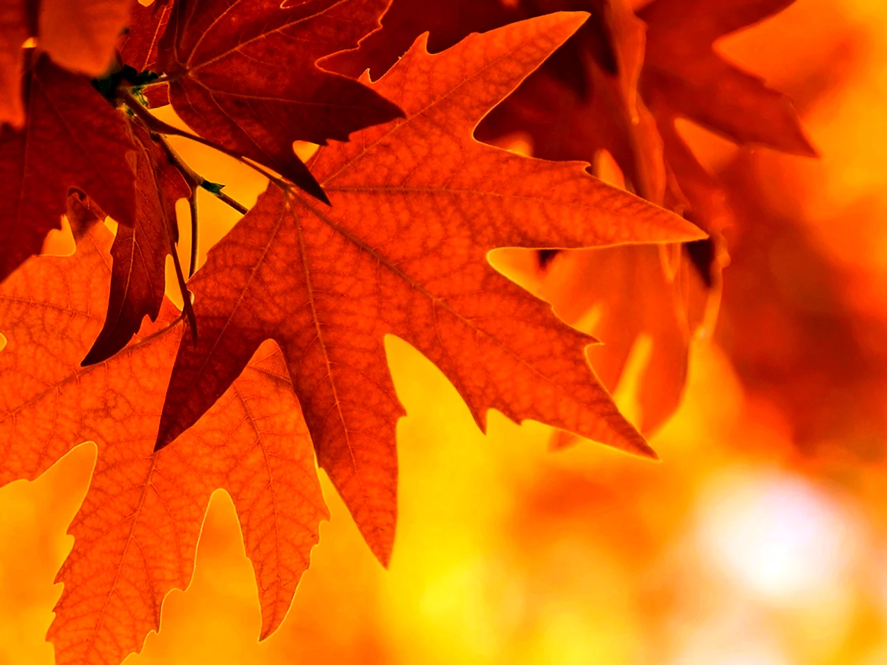 Осень кленовые листья