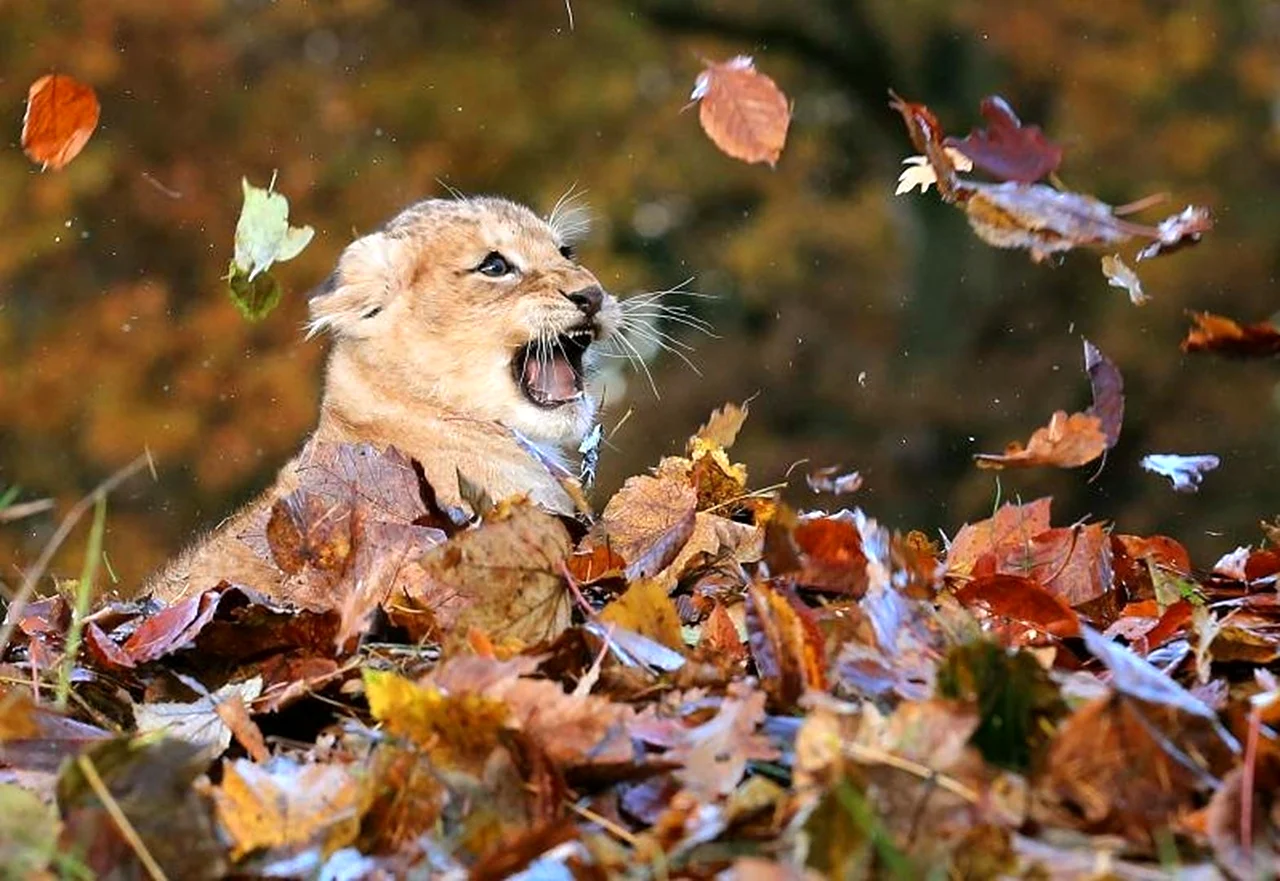 Осень животные