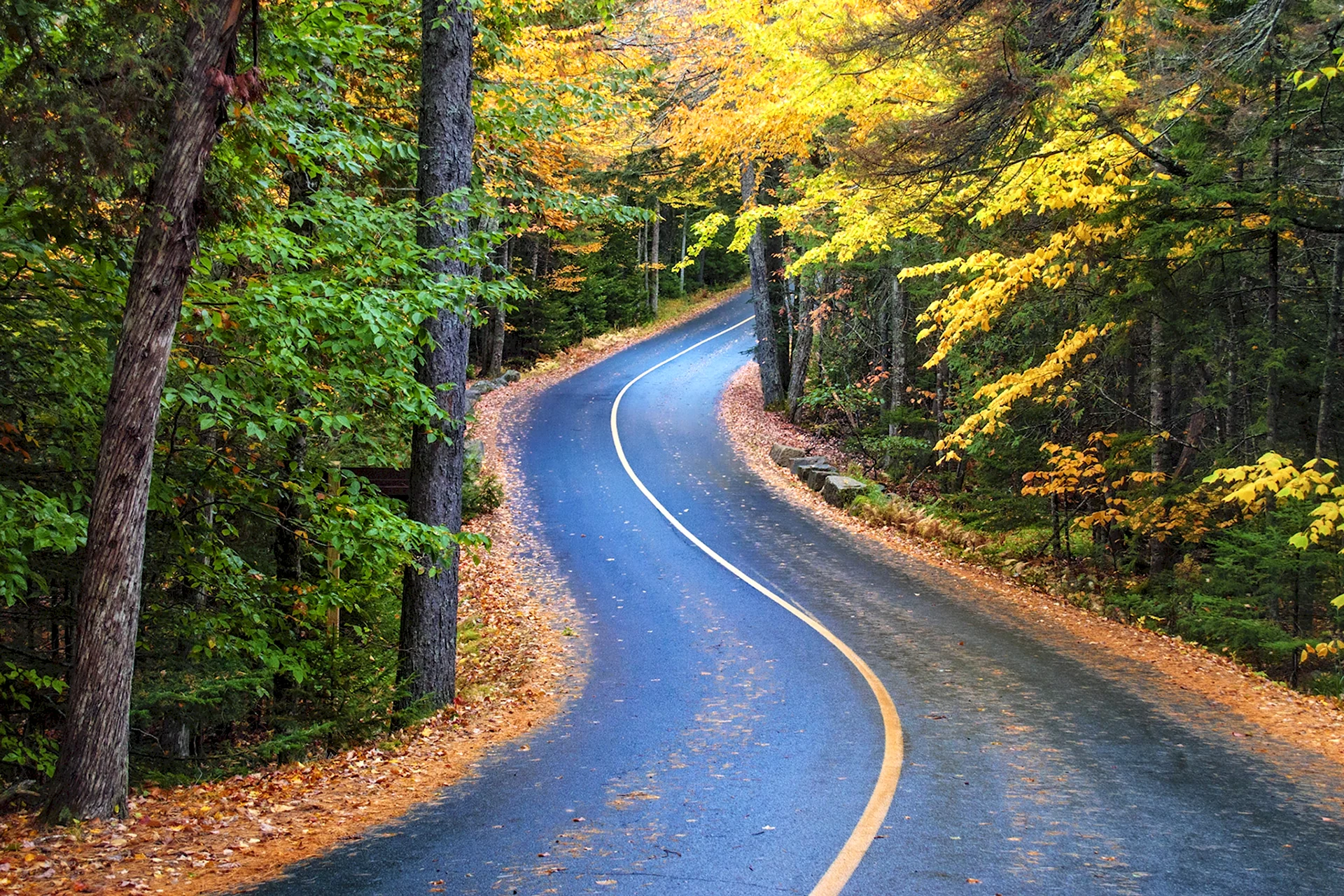 Осенняя дорога в лесу