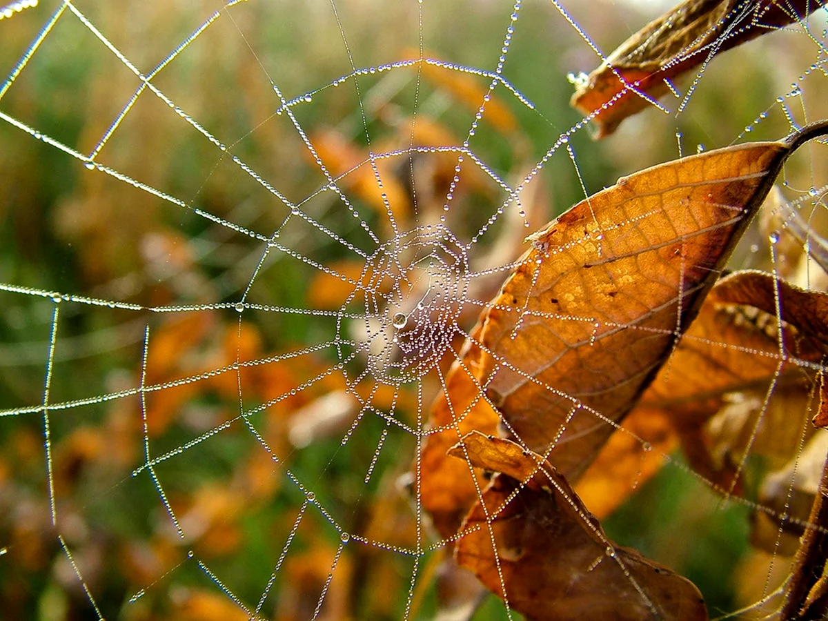 Осенняя паутина