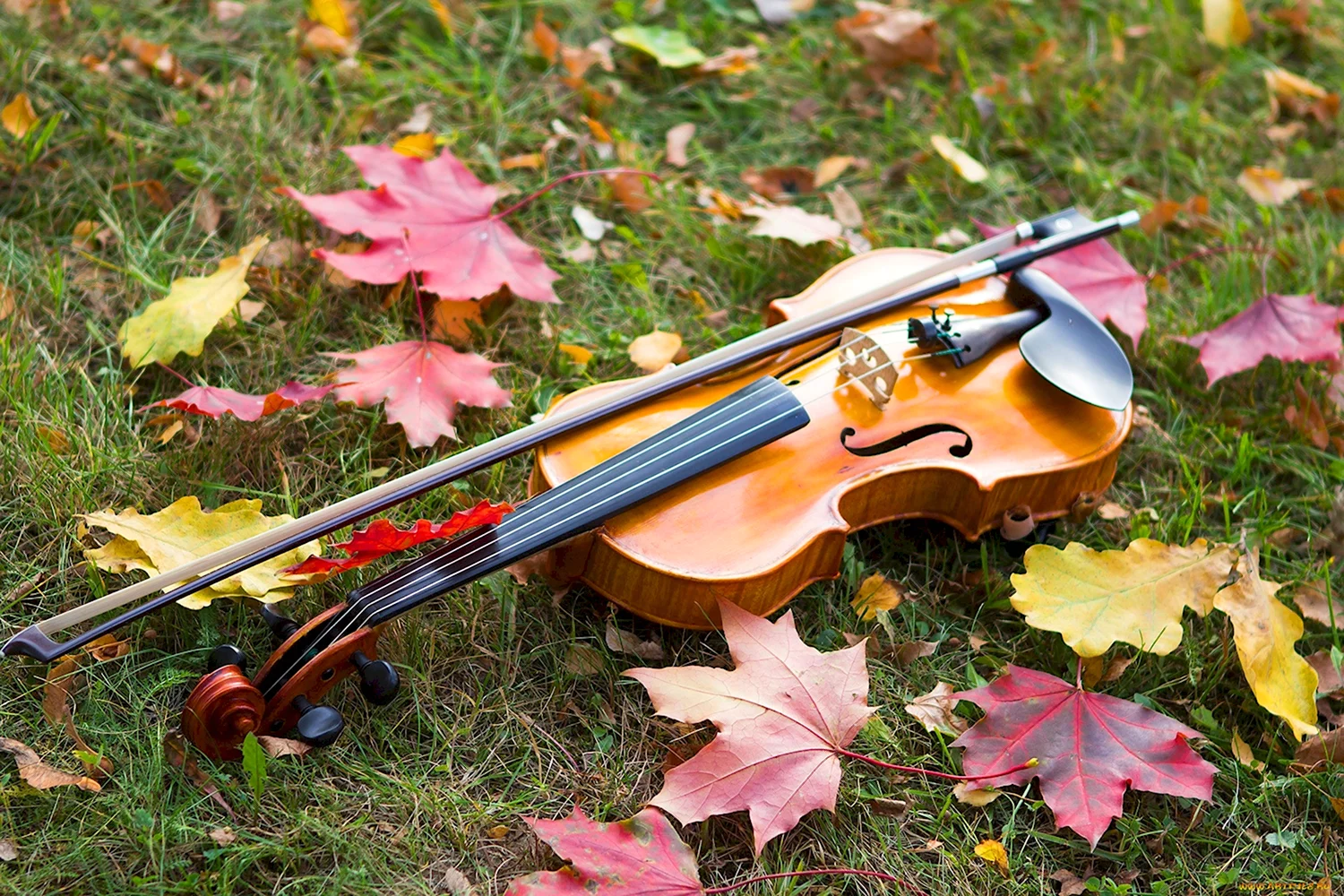 Осенняя скрипка