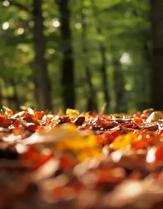 Осенний лес размытый
