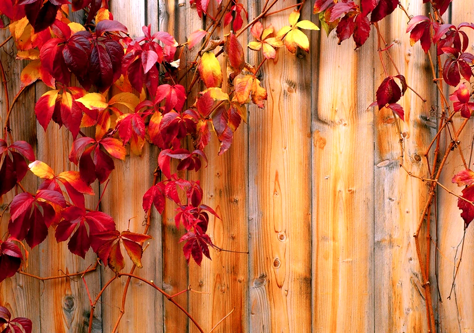 Осенний забор