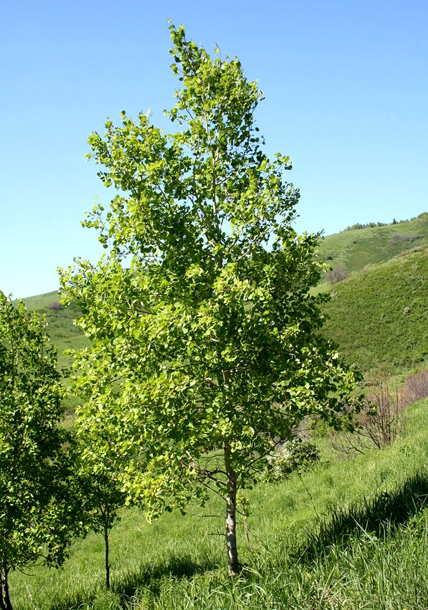 Осина обыкновенная Populus tremula