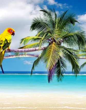 Остров Маргарита попугаи