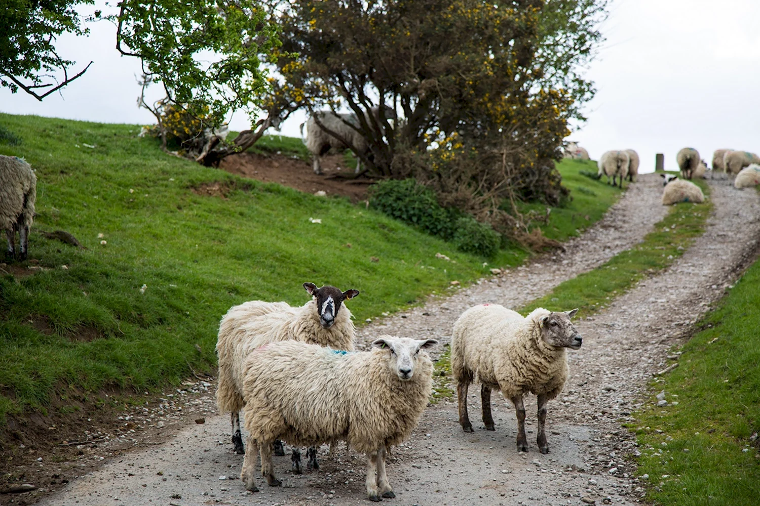 Овцеводческие фермы в Англии