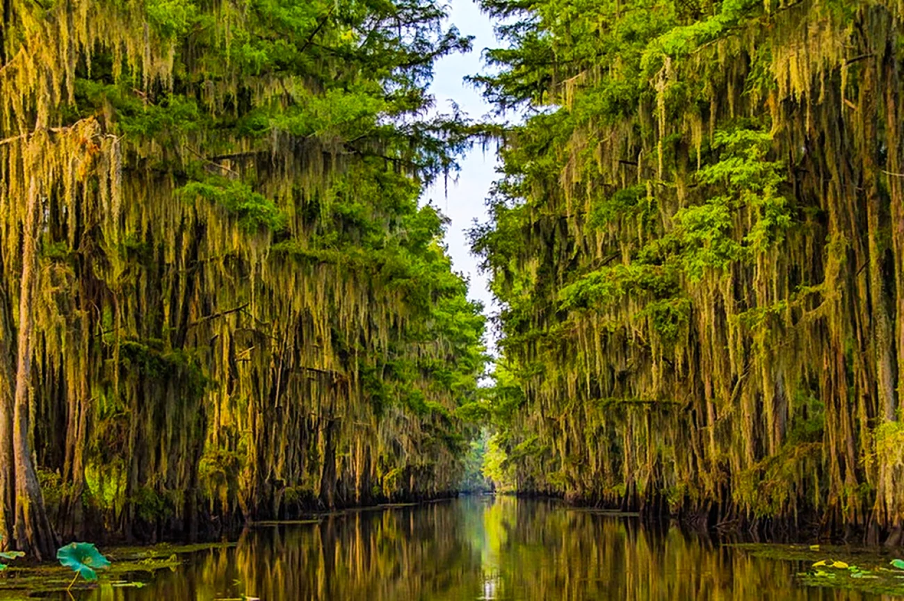 Озеро Каддо Луизиана
