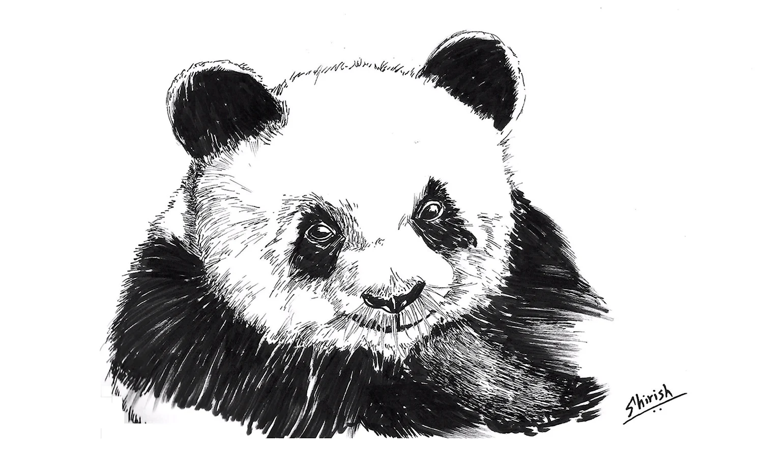 Как нарисовать панду для начинающих