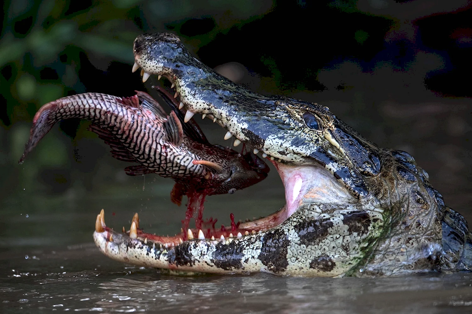 Пантанал крокодил