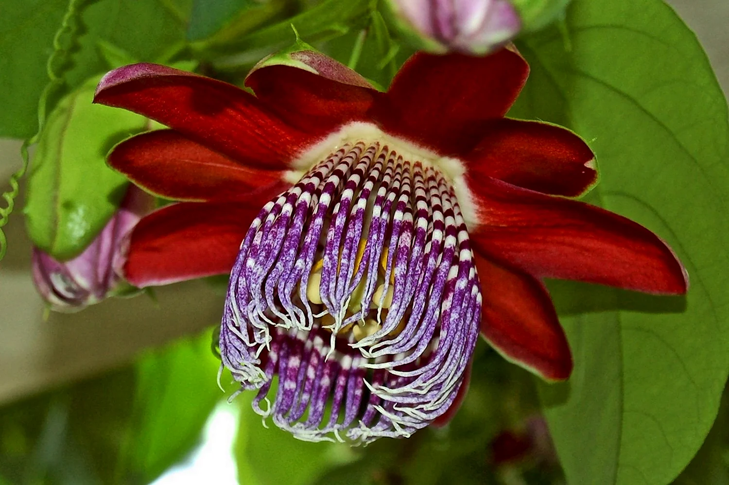 Пассифлора Южный цветок