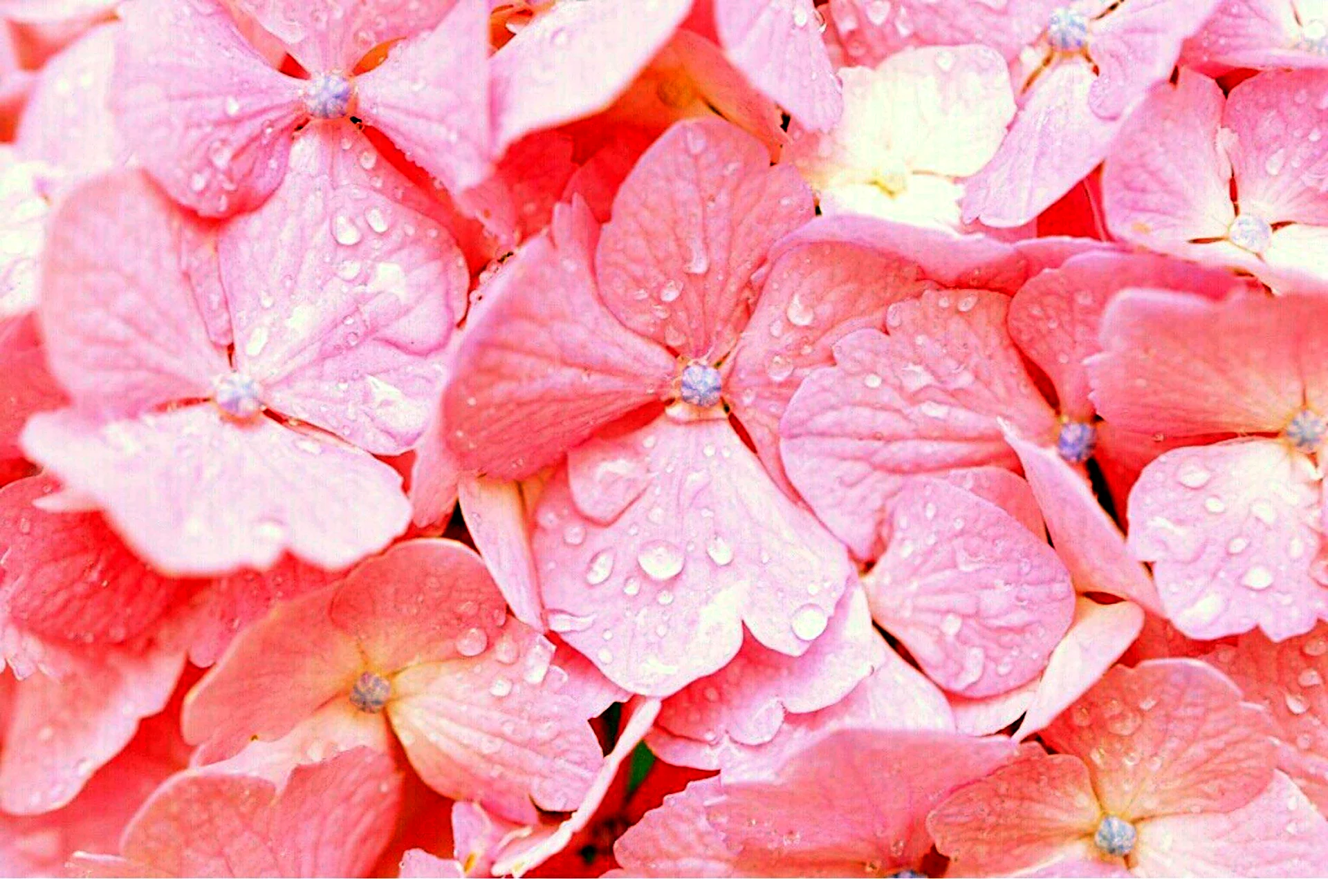 Пастельные розовые тона