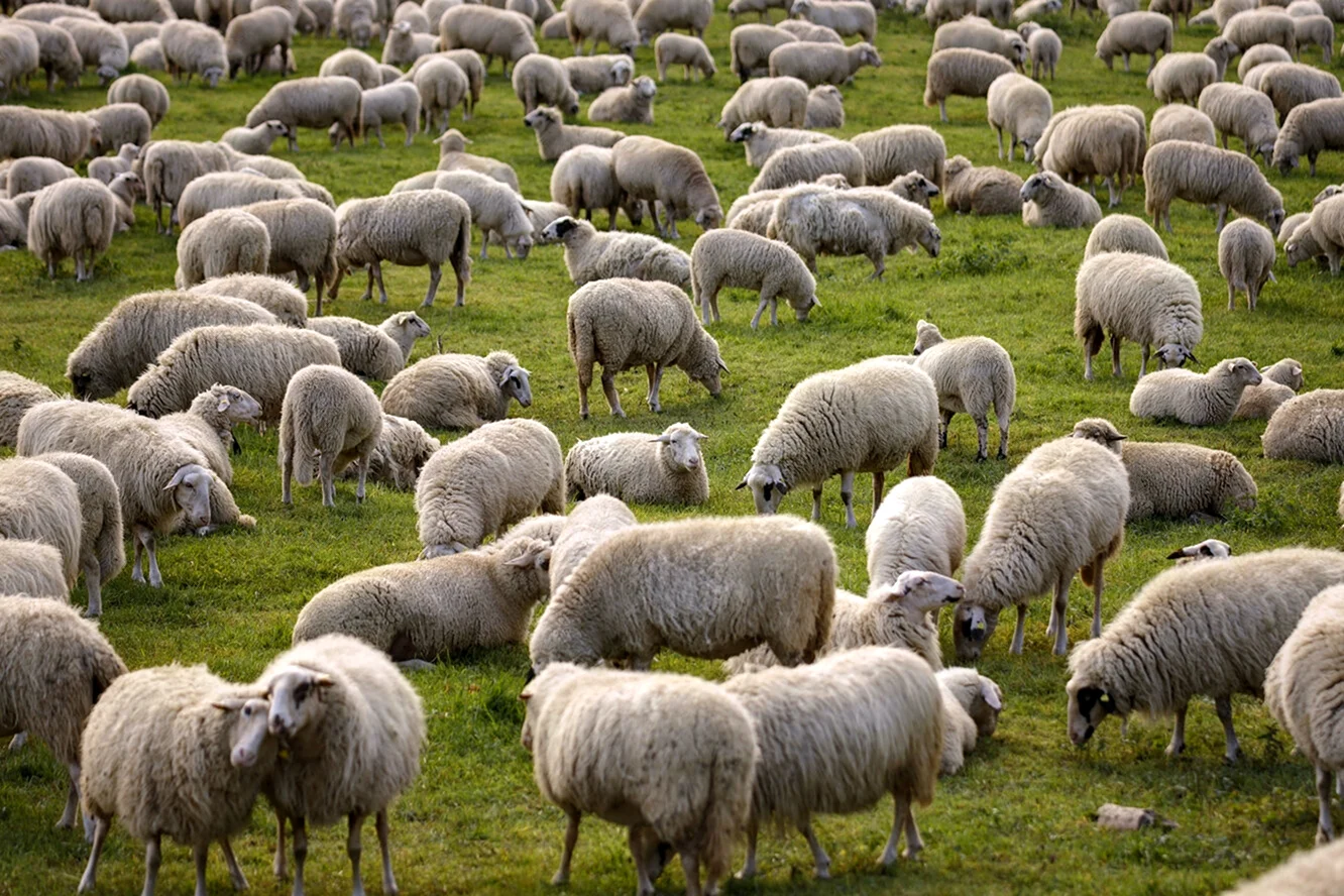 Пастух овечьего стада Ставропольский край