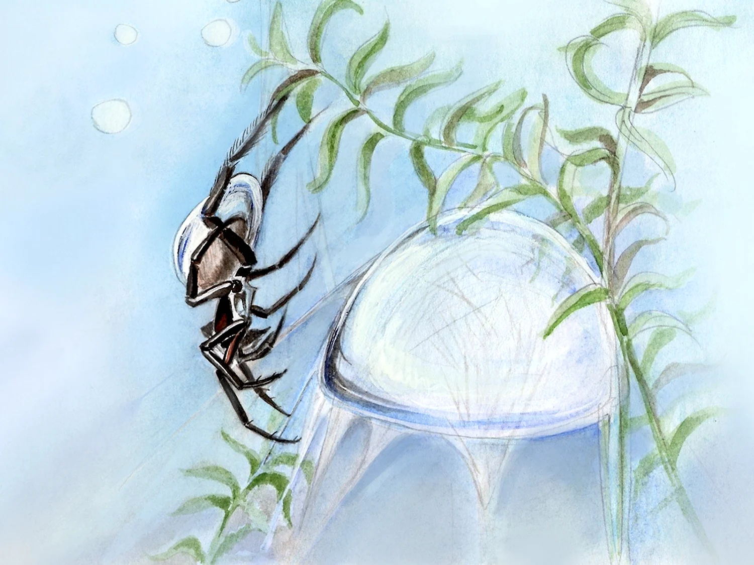Паук - Серебрянка или водяной паук.