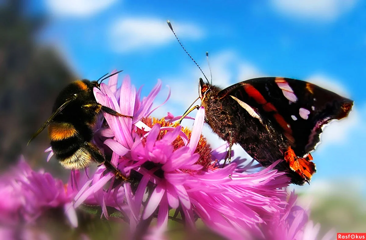 Пчела и бабочка