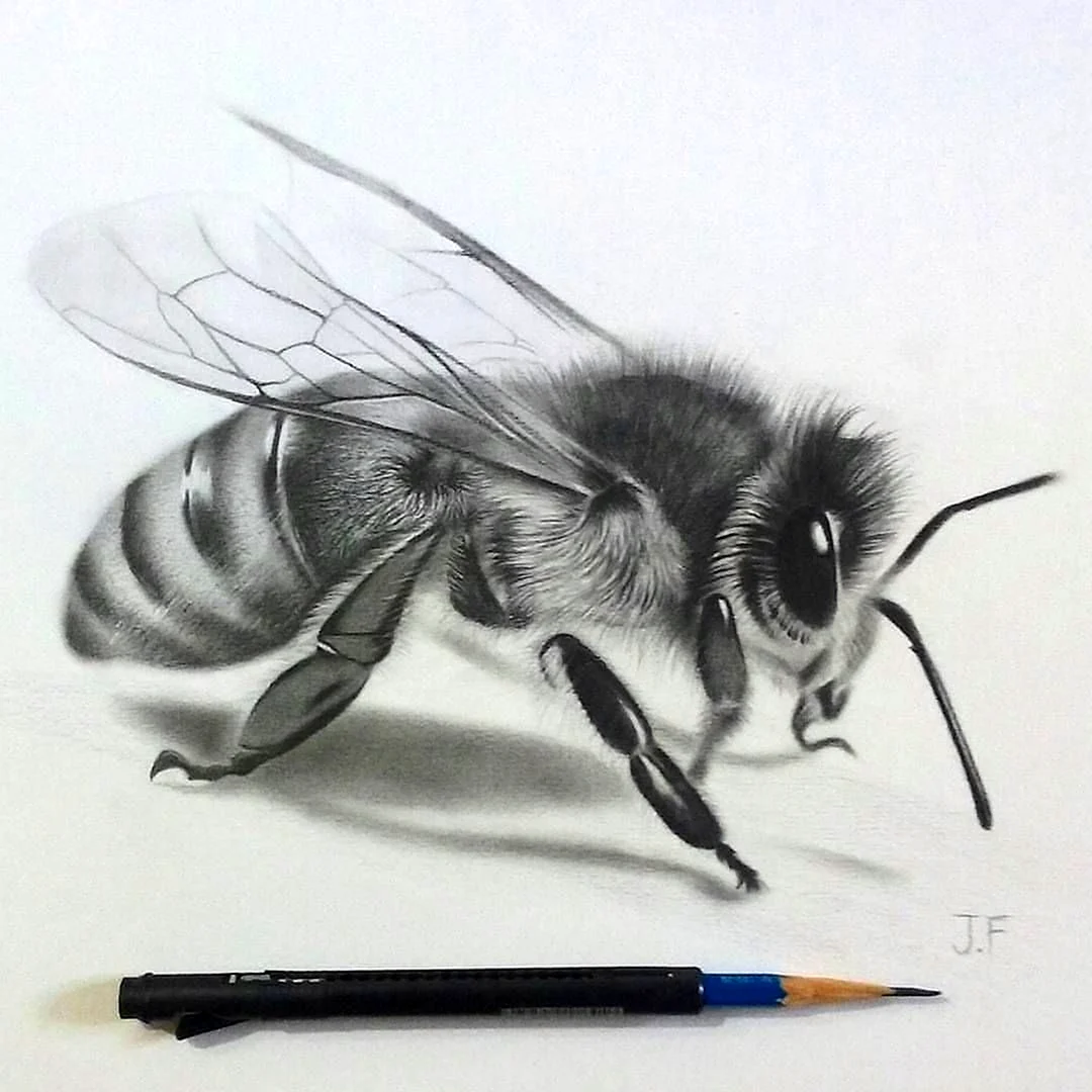 Пчела карандашом