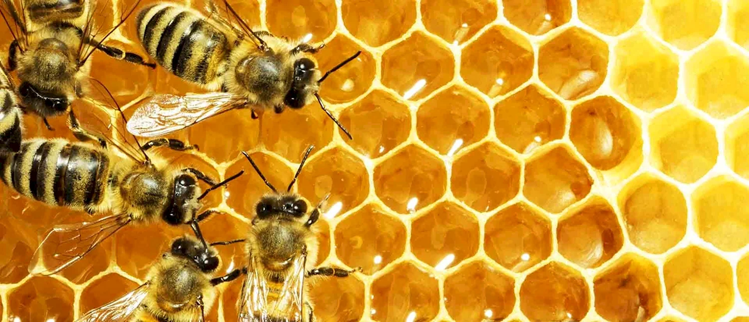 Пчела на сотах