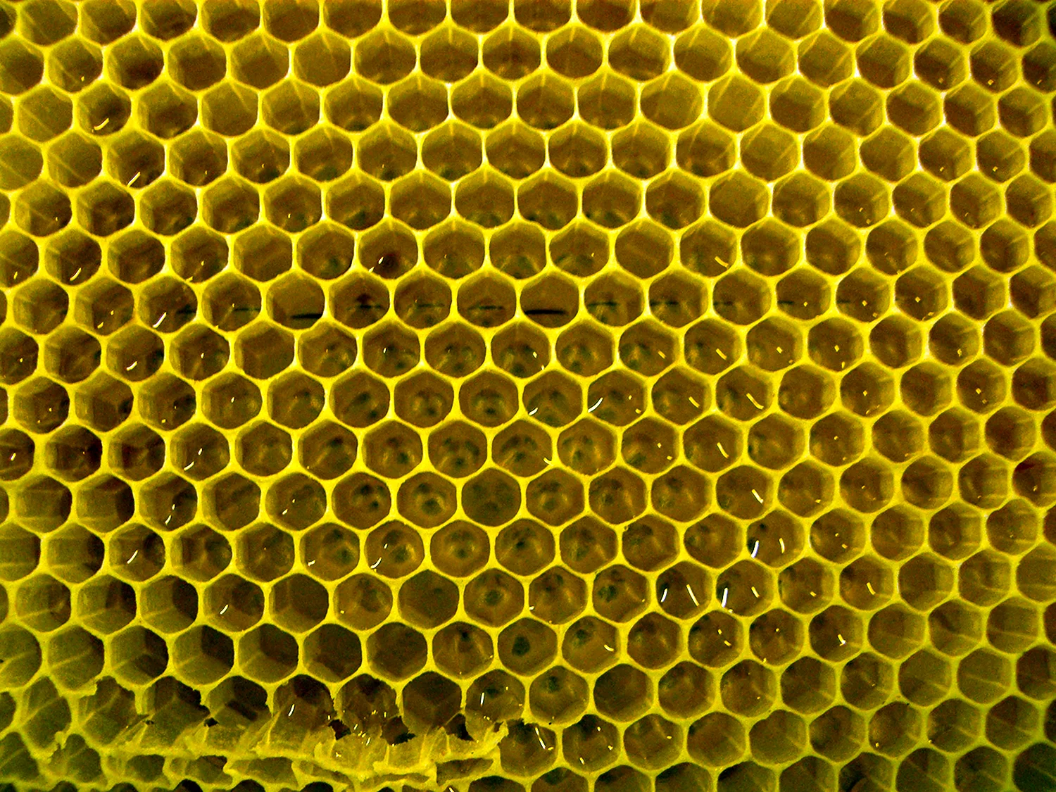 Пчелиные соты в природе