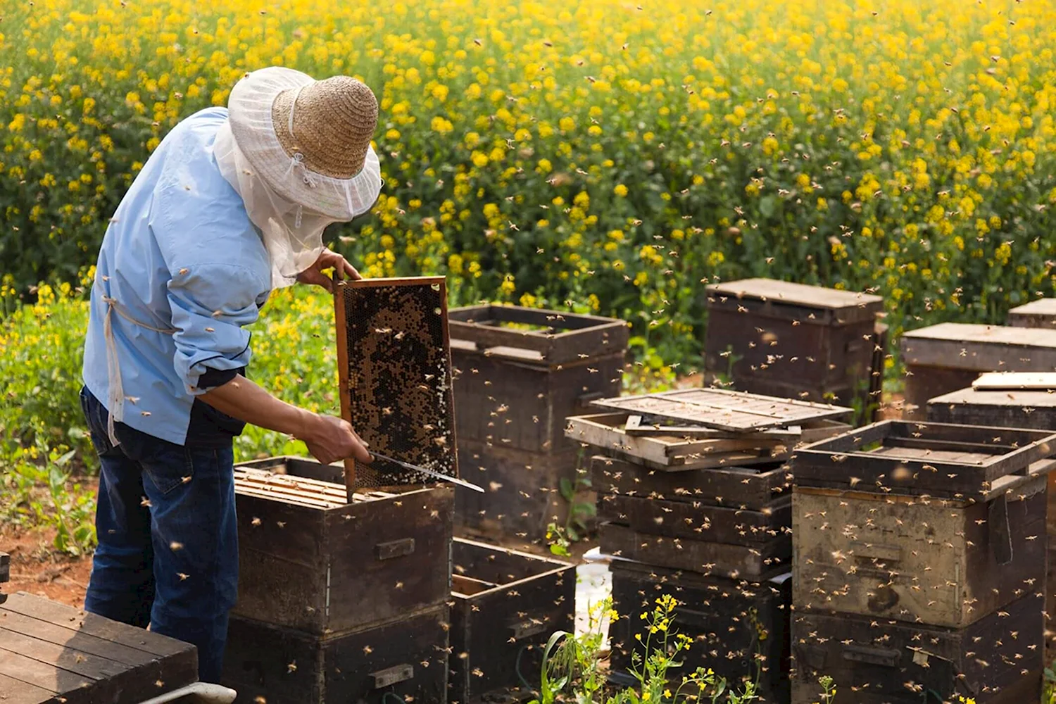 Пчеловодное хозяйство Пасечник Шишкин