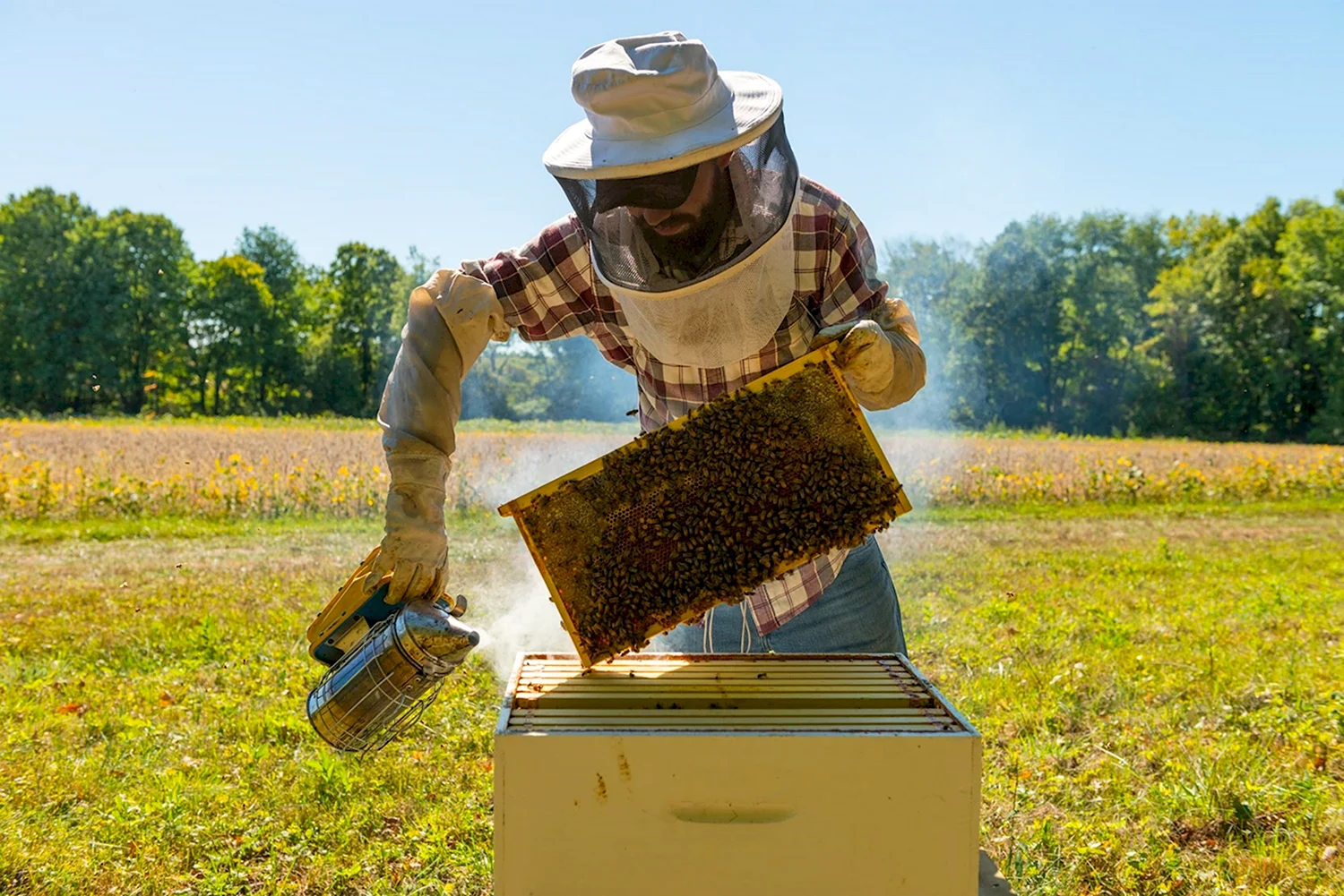 Пчеловодное хозяйство Пасечник Шишкин