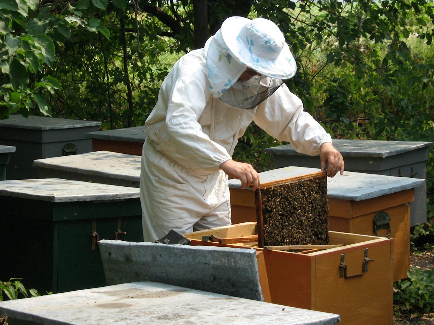 Пчеловодство Кировской области