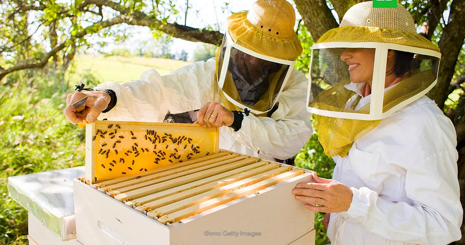 Пчеловодство в Румынии