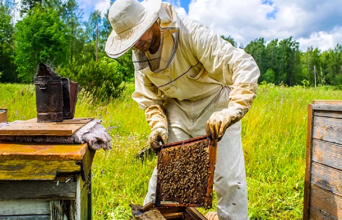 Пчеловодство в Зернограде честное Пчеловодство